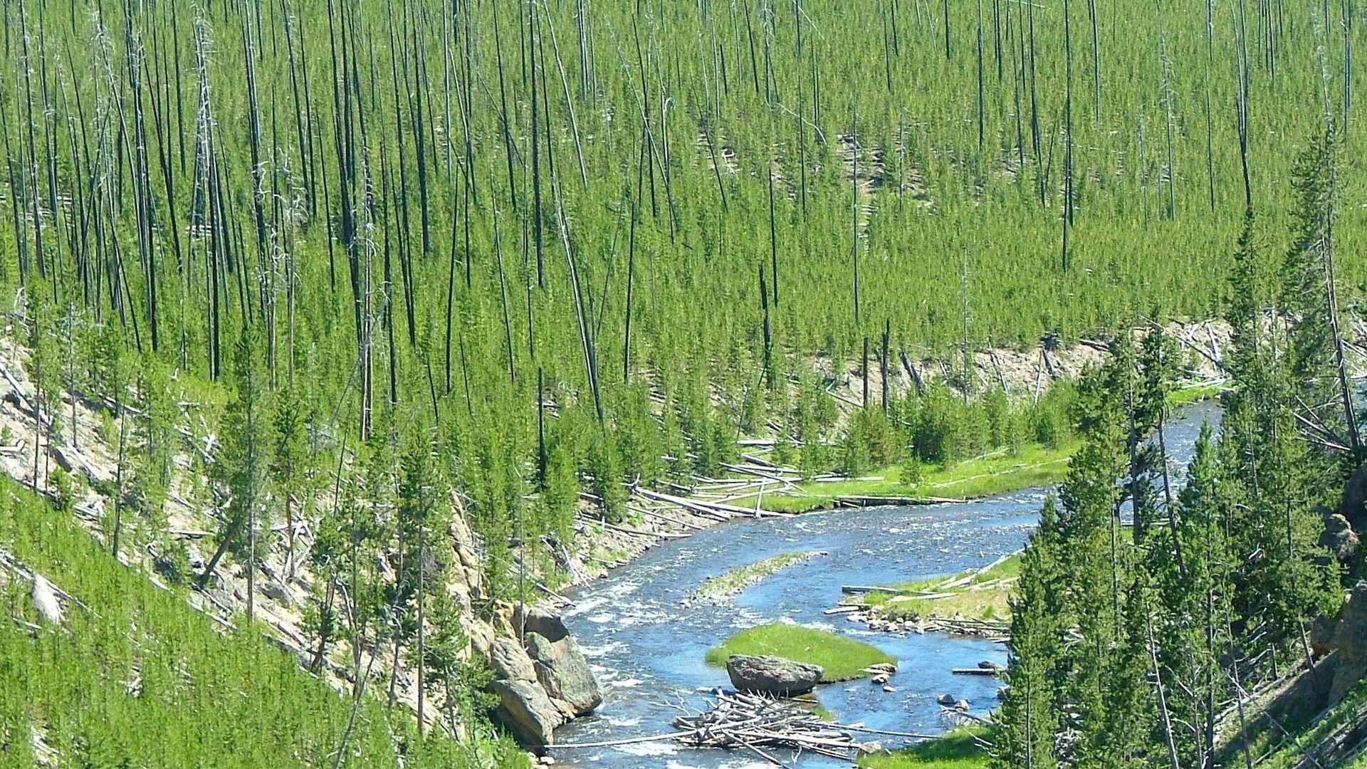 yellowstone - 1- RSMTours