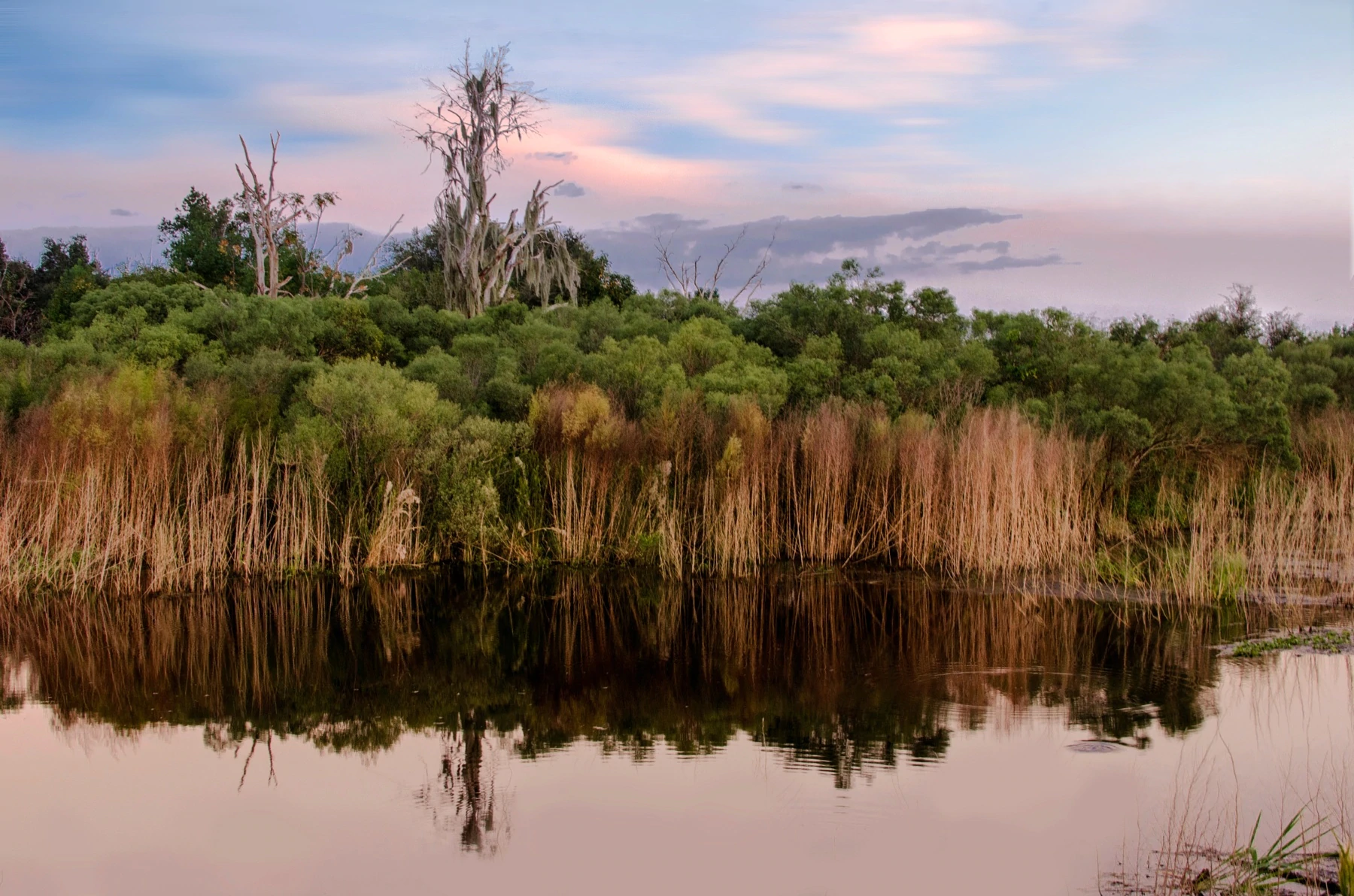 Micanopy - RSM